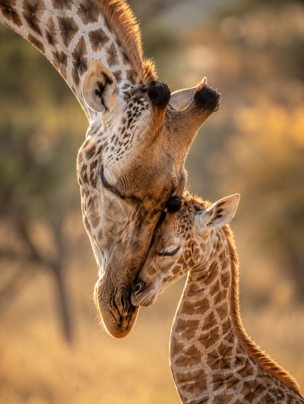 Amboseli Horizons — Landscape & Wildlife